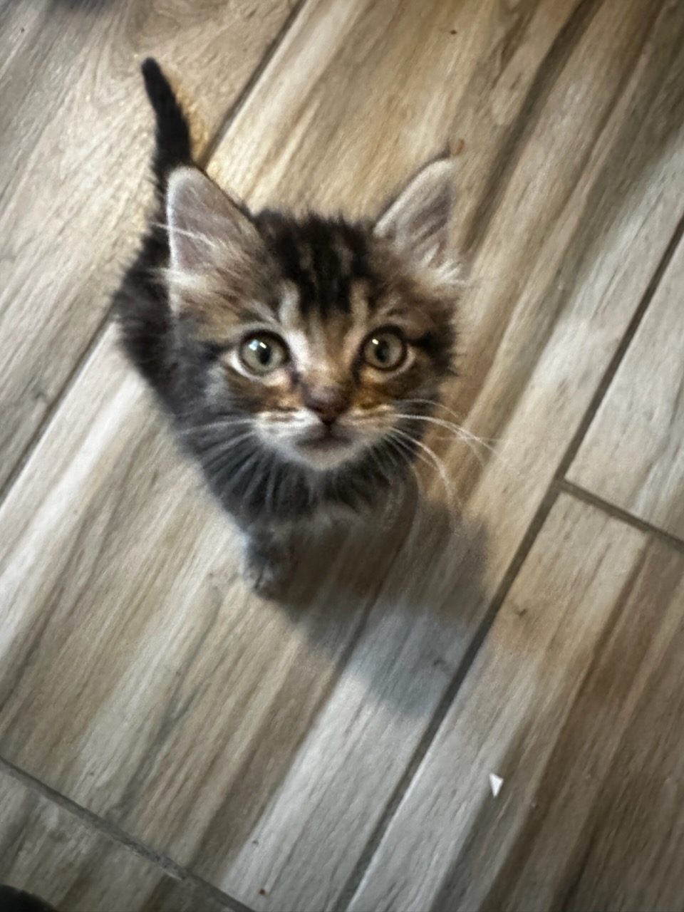 Pet